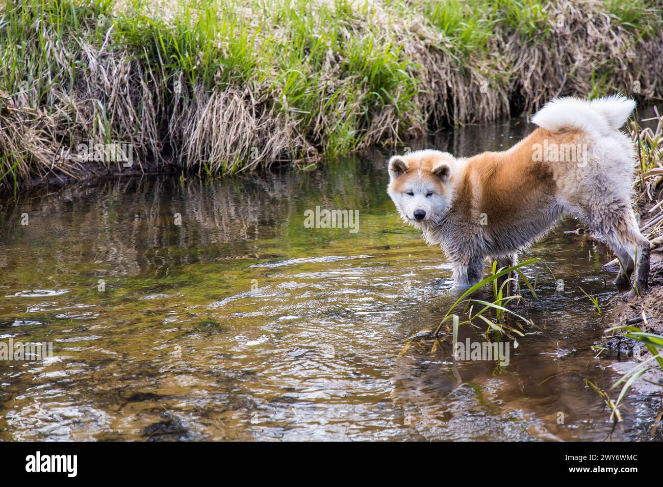 Il cane giapponese Akita Inu curiosamente guarda a monte Foto Stock