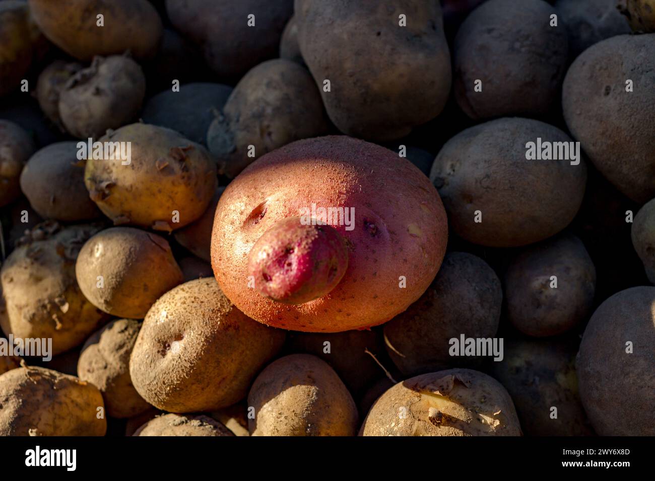 Frutta di patate sotto forma di viso Foto Stock