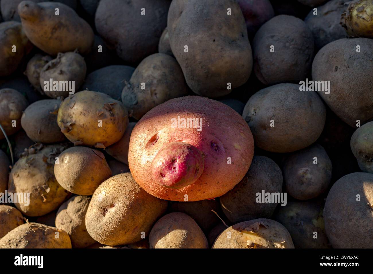 Frutta di patate sotto forma di viso Foto Stock