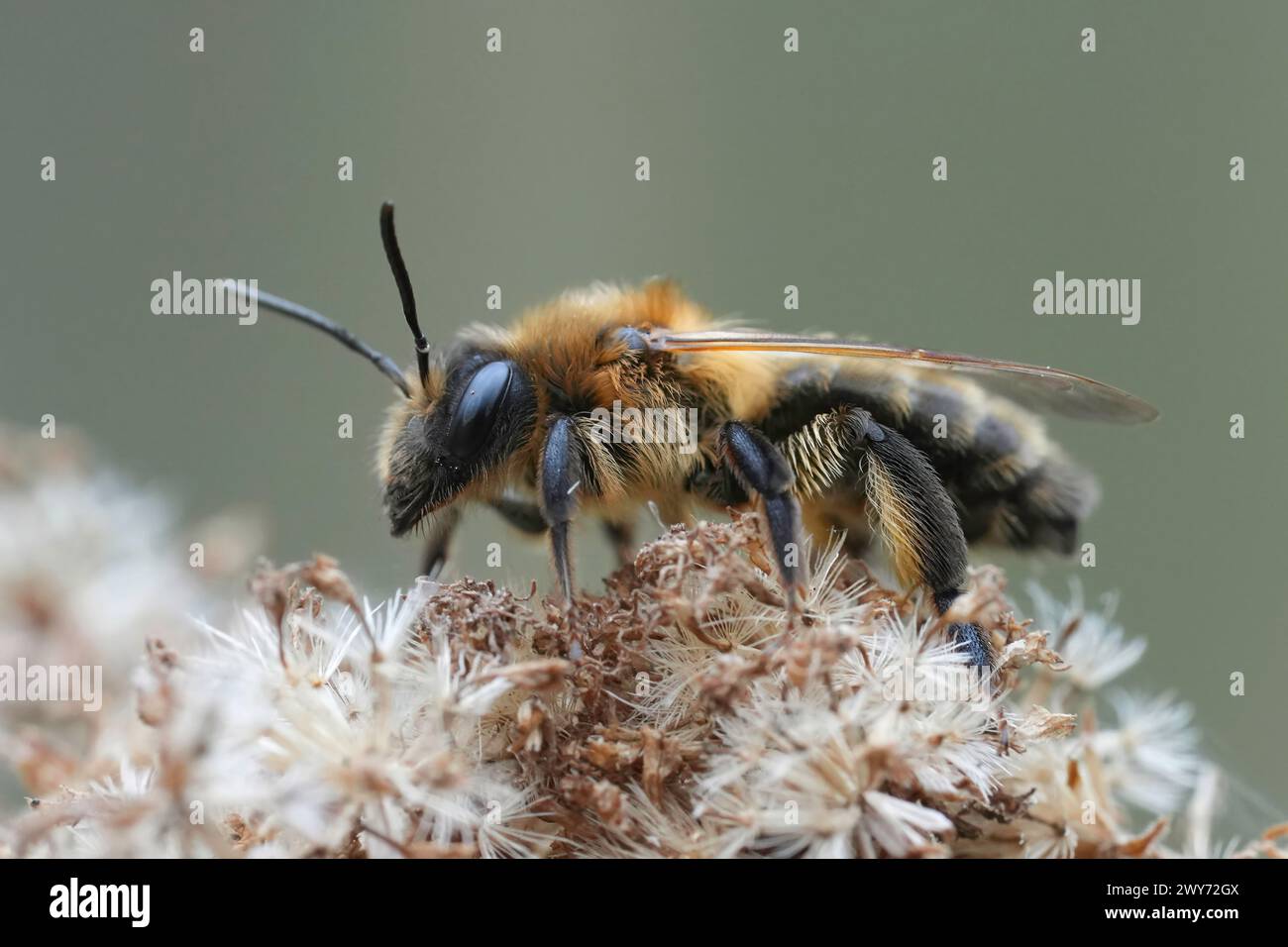 Primo piano naturale su un'ape da estrazione del choclato femminile peloso marrone, Andrena scotica Foto Stock