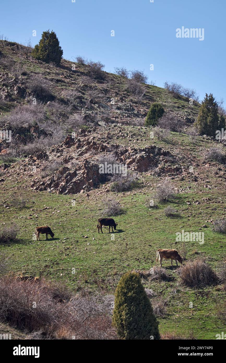 Bestiame all'aperto. Tre mucche mangiano erba, pascolano su una collina. Pendio di montagna con erba verde, cespugli e alberi. Allevamento biologico, bestiame da pascolo, Foto Stock