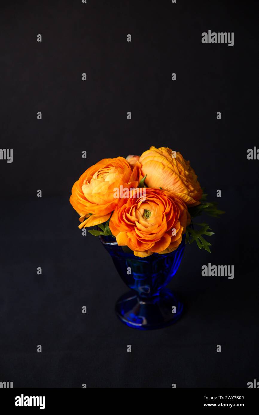 Un bouquet di fiori arancioni persiani, chiamato anche Ranunculus, in un vaso reale di vetro blu su sfondo nero natura morta. Foto Stock