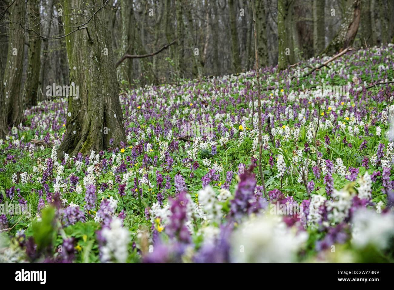 Fiori di cava di Corydalis, collina di Zobor, repubblica Slovacca. Scena naturale stagionale. Foto Stock