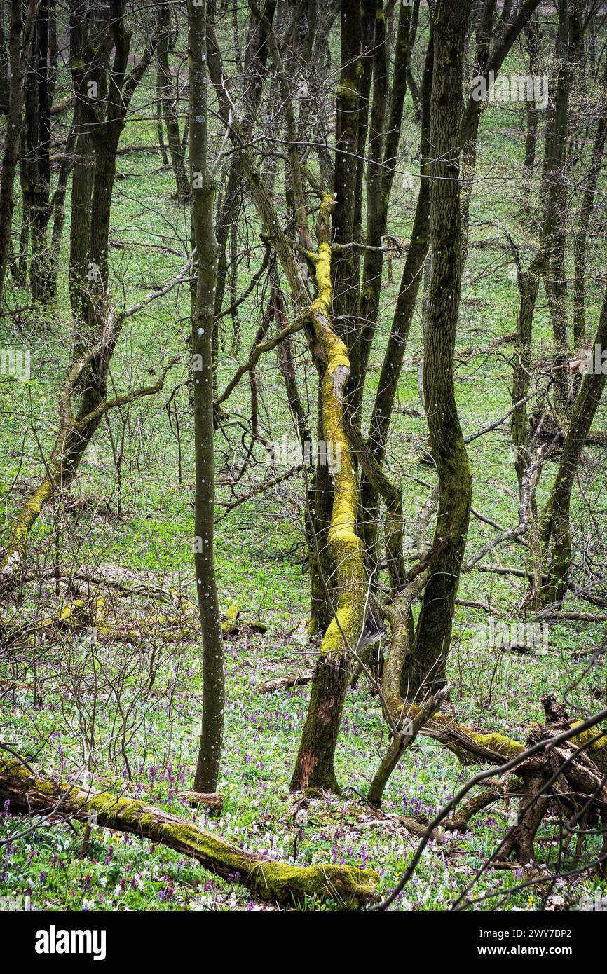 Primavera nella foresta, collina di Zobor, repubblica Slovacca. Scena naturale stagionale. Foto Stock