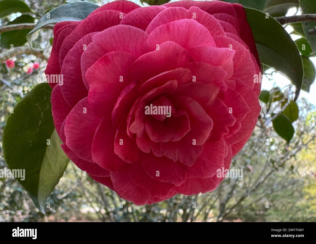 Una singola fioritura rosa adiacente ad un treef fiorito Foto Stock