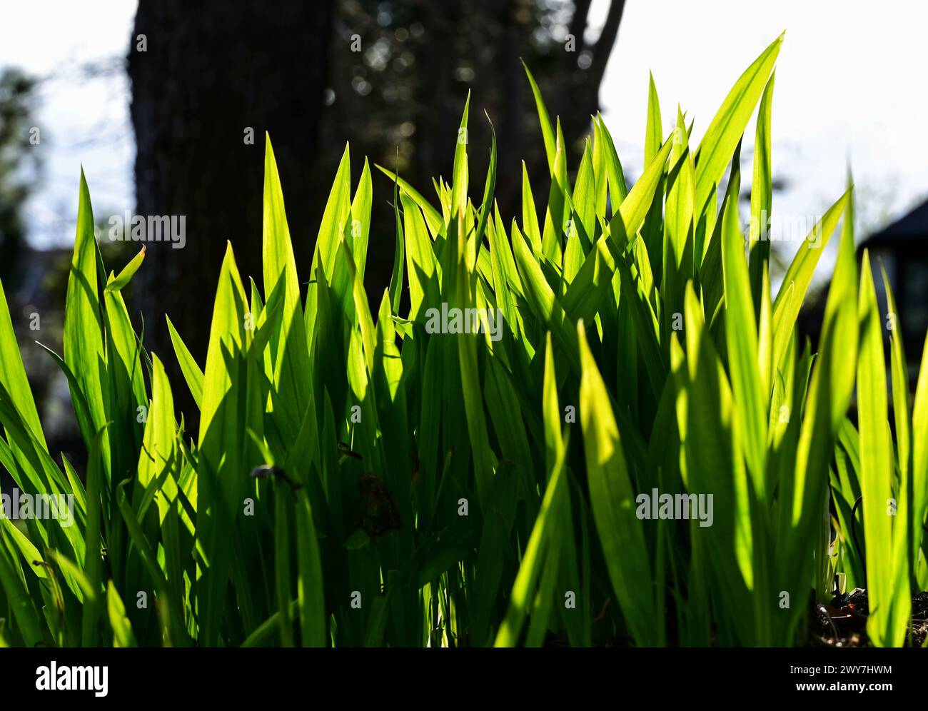 Alcune primaverili fioriscono a Victoria, British Columbia, Canada Foto Stock