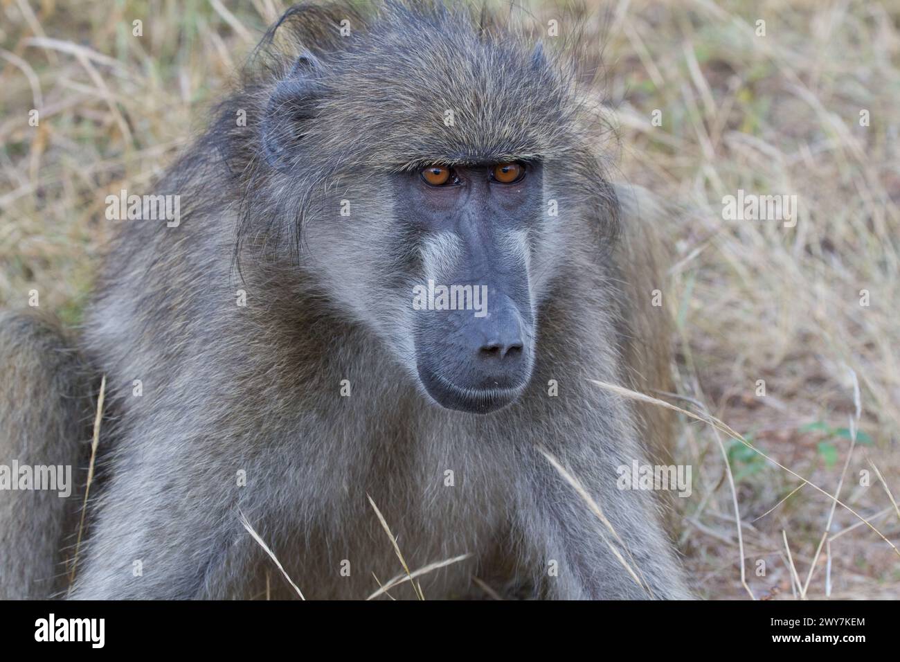 Babbuino chacma (papio ursinus) ritratto del parco nazionale Kruger in Sudafrica Foto Stock