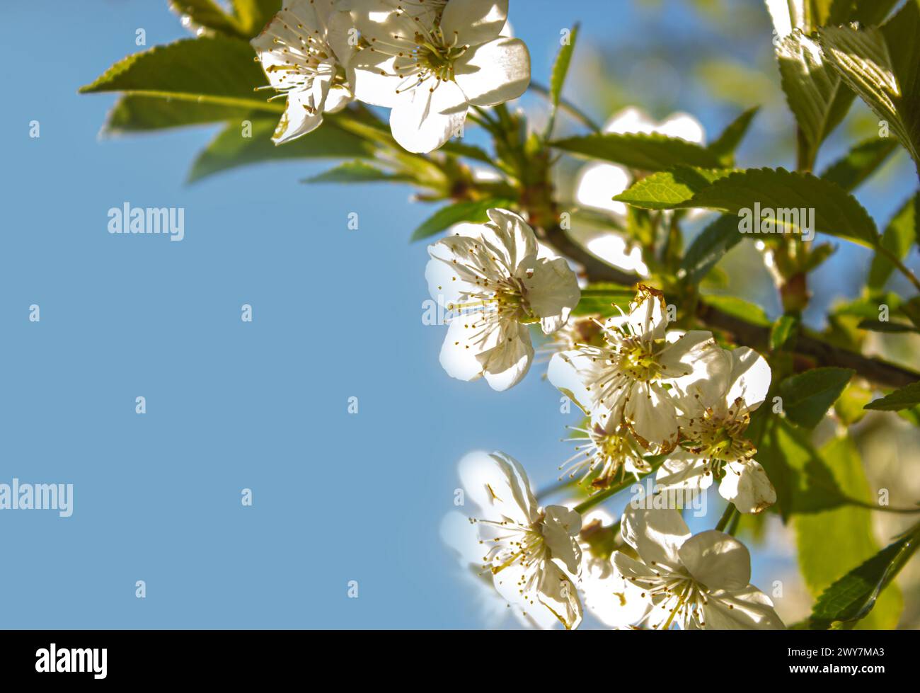 Fiori di prugna bianca in fiore su sfondo cielo azzurro con spazio di copia per testo o design. Foto Stock