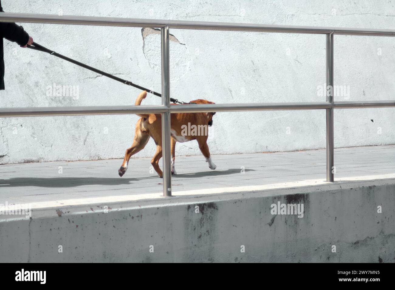 Cattura dinamica di un cane color miele in pieno movimento, camminato al guinzaglio su uno sfondo urbano, ideale per rappresentare la scommessa di energia e legame Foto Stock
