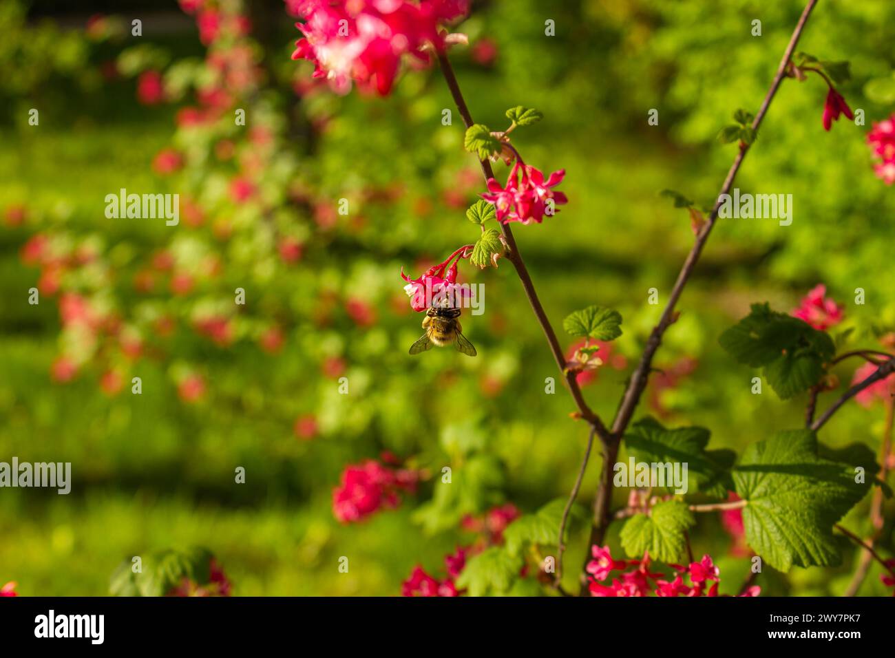 Fiori di ribes rosso con api impollinanti durante le sorgenti. Fiori di ribes rosa in fiore in primavera. Foto Stock