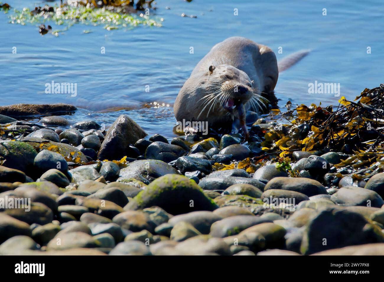 La lontra eurasiatica va a caccia e a mangiare sulla riva del mare della Scozia Foto Stock