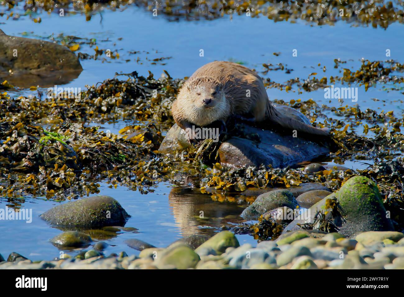 La lontra eurasiatica va a caccia e a mangiare sulla riva del mare della Scozia Foto Stock