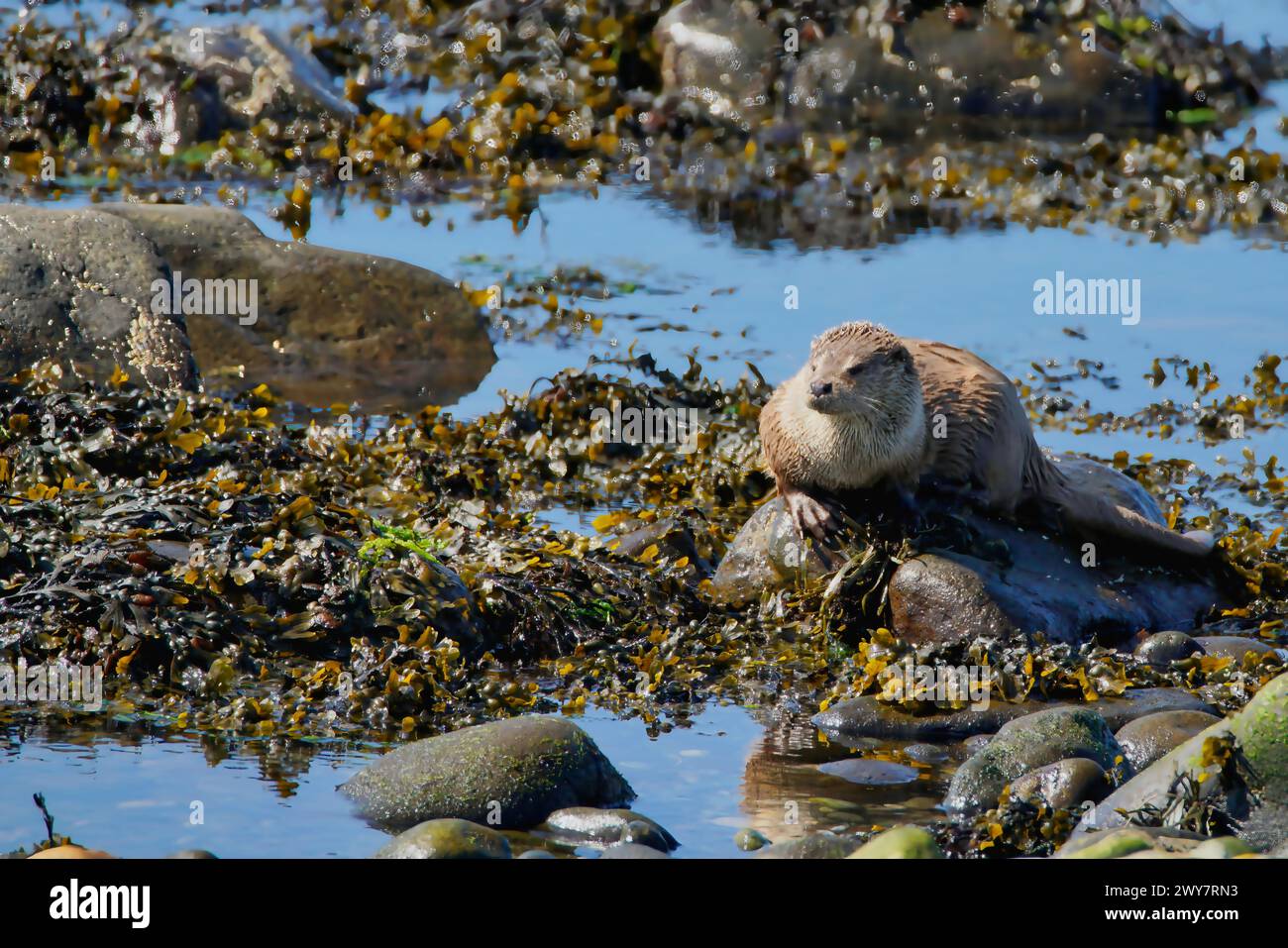 La lontra eurasiatica va a caccia e a mangiare sulla riva del mare della Scozia Foto Stock