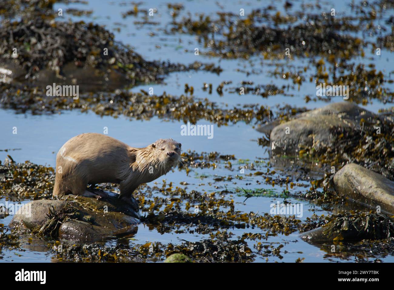 La lontra eurasiatica va a caccia e a mangiare sulla riva del mare della Scozia Foto Stock