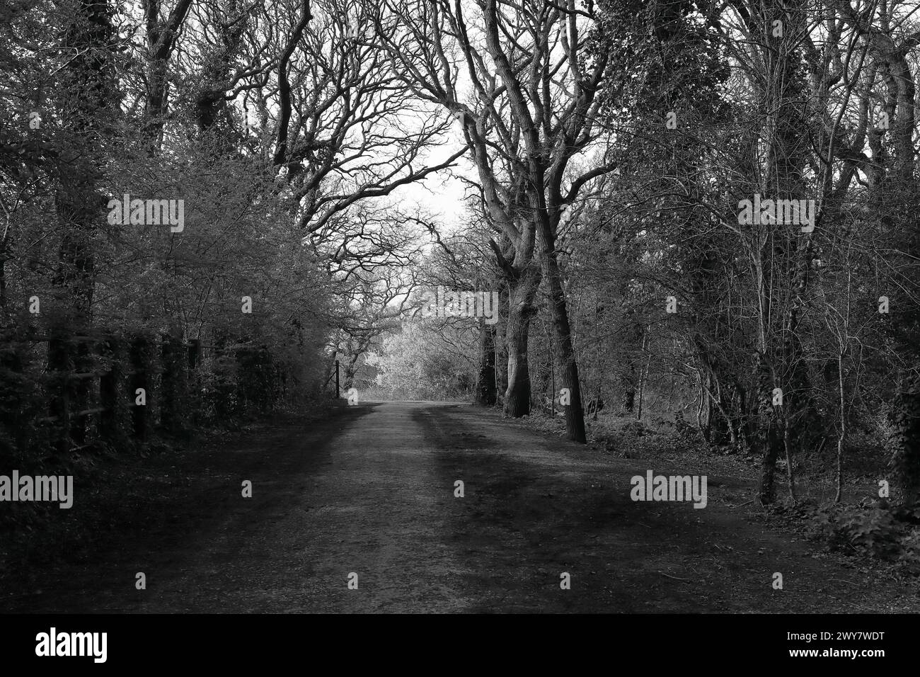 Bianco e nero: Sentiero buio e ombroso fiancheggiato da alberi. Vista del bosco a Gosport, Hampshire, Inghilterra meridionale. Foto Stock