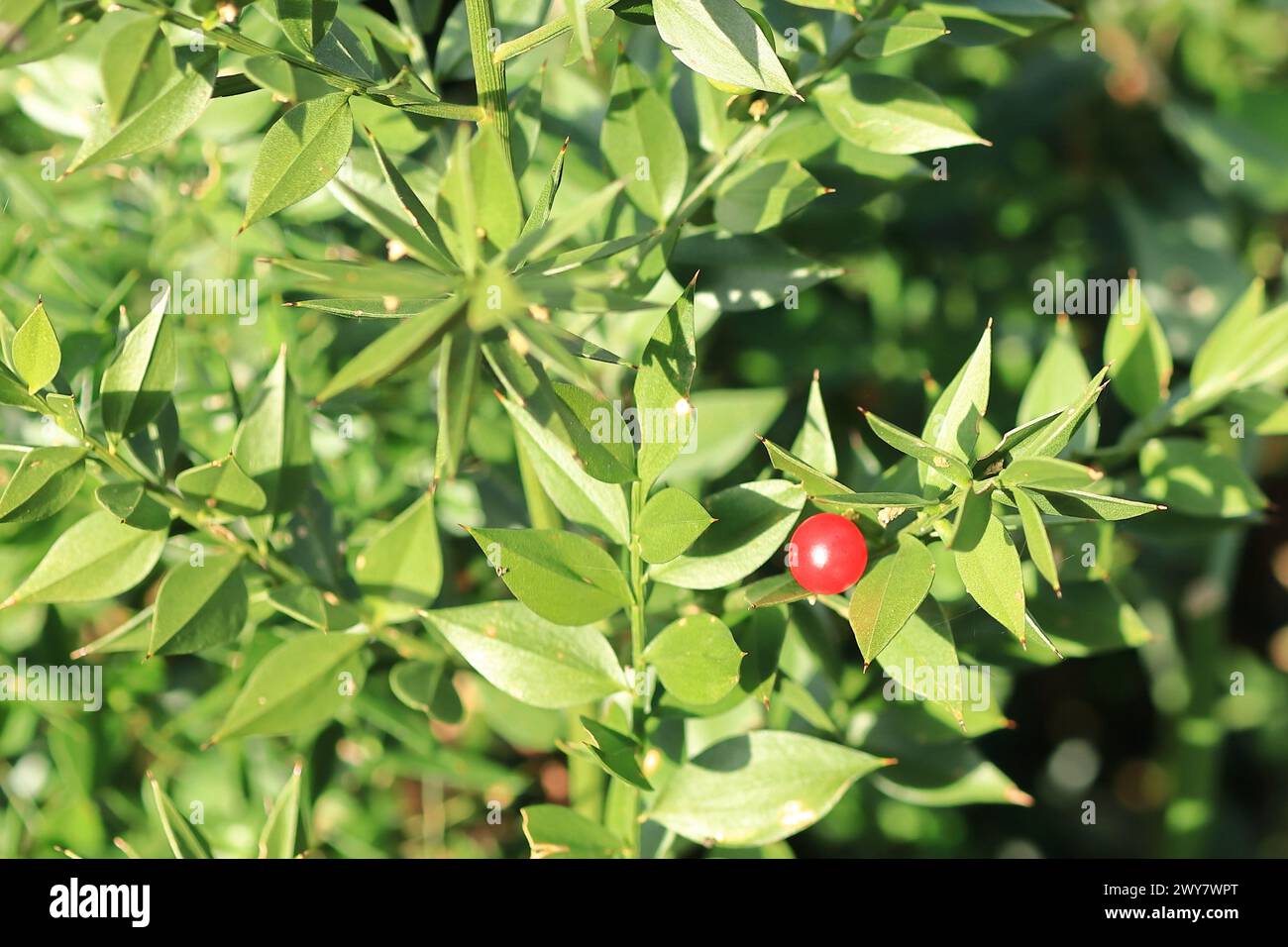 Primo piano di una singola bacca rossa circondata da un fogliame verde. Butcher's Broom. Vista del bosco a Gosport, Hampshire, Inghilterra meridionale. Foto Stock