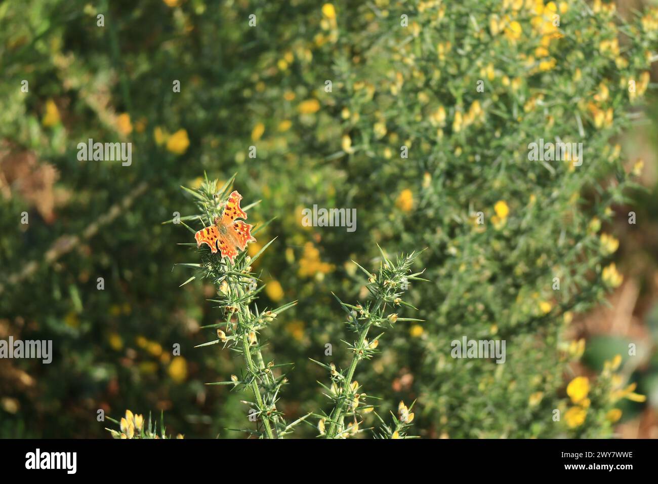Primo piano, virgola farfalla con ali arancioni su un solo ramo di gorse. Vista del bosco a Gosport, Hampshire, Inghilterra meridionale. Foto Stock