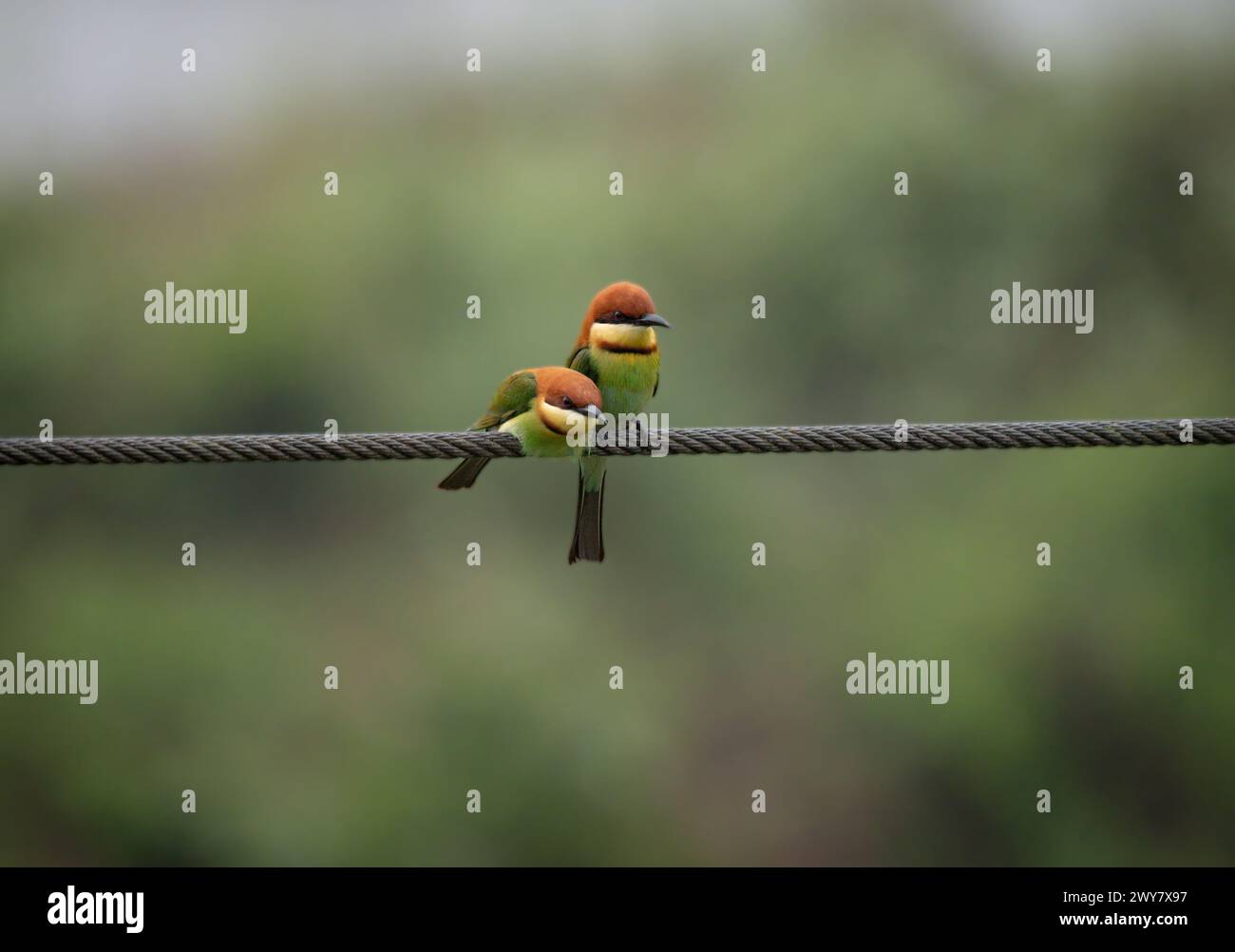 Una foto selettiva di un paio di uccelli che mangiano api appollaiati su un cavo Foto Stock