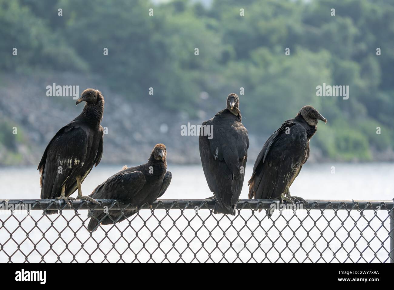 Uno stormo di avvoltoi neri arroccati su una recinzione da un corpo d'acqua Foto Stock