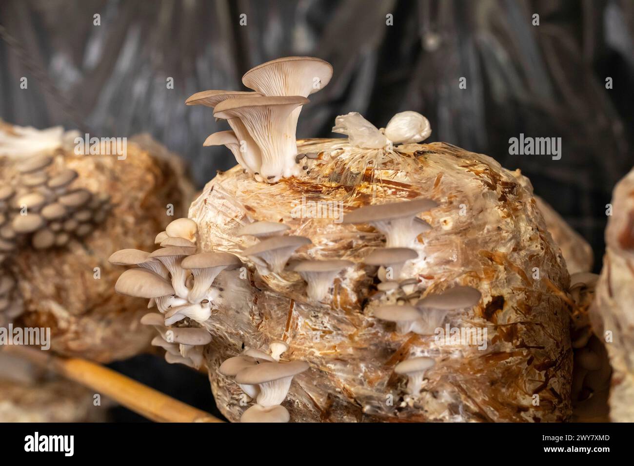 San Pablo Huitzo, Oaxaca, Messico - Porfirio e Gabriela Morales coltivano funghi di ostriche nella zona rurale di Oaxaca. Foto Stock
