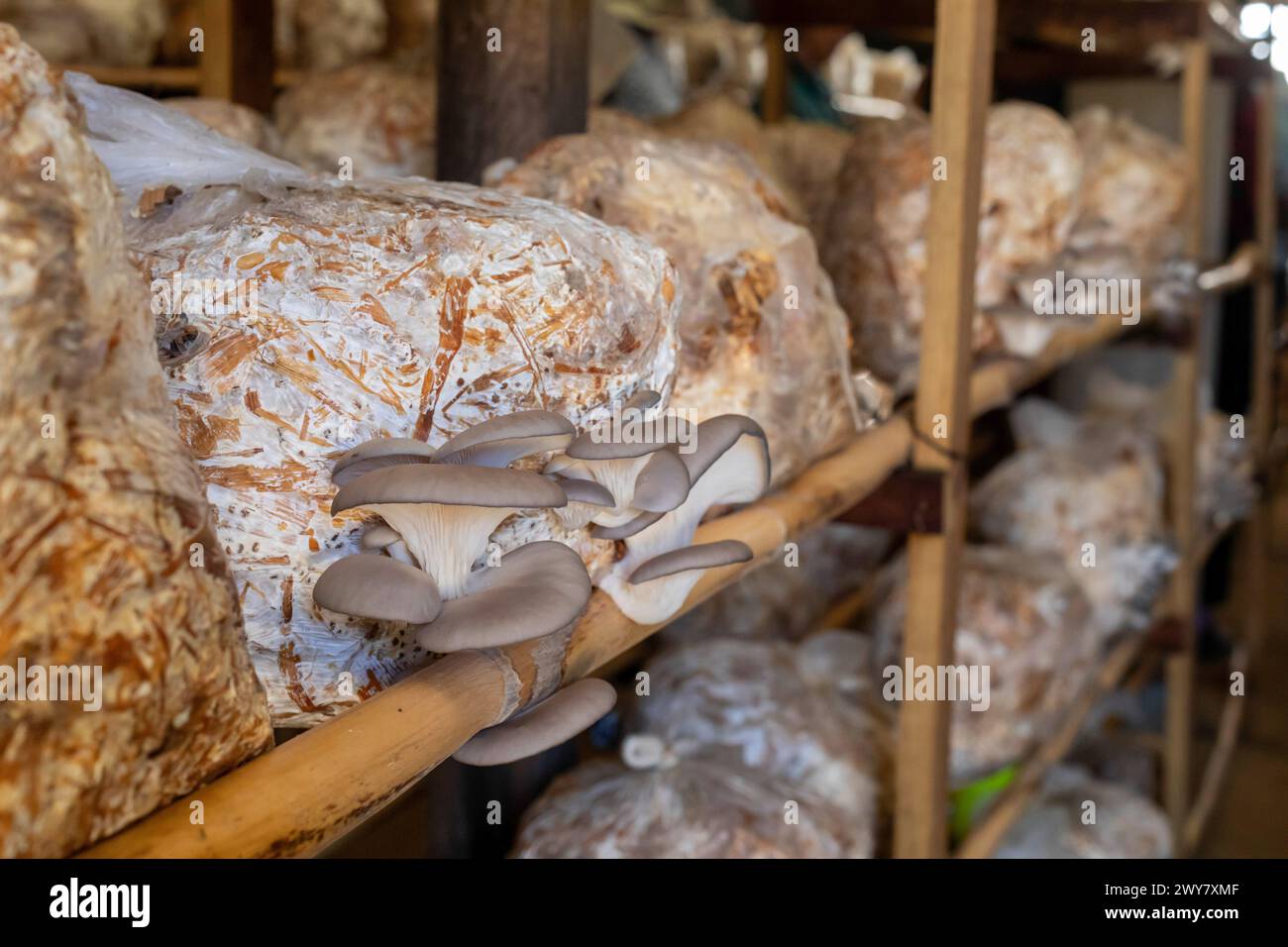 San Pablo Huitzo, Oaxaca, Messico - Porfirio e Gabriela Morales coltivano funghi di ostriche nella zona rurale di Oaxaca. Foto Stock