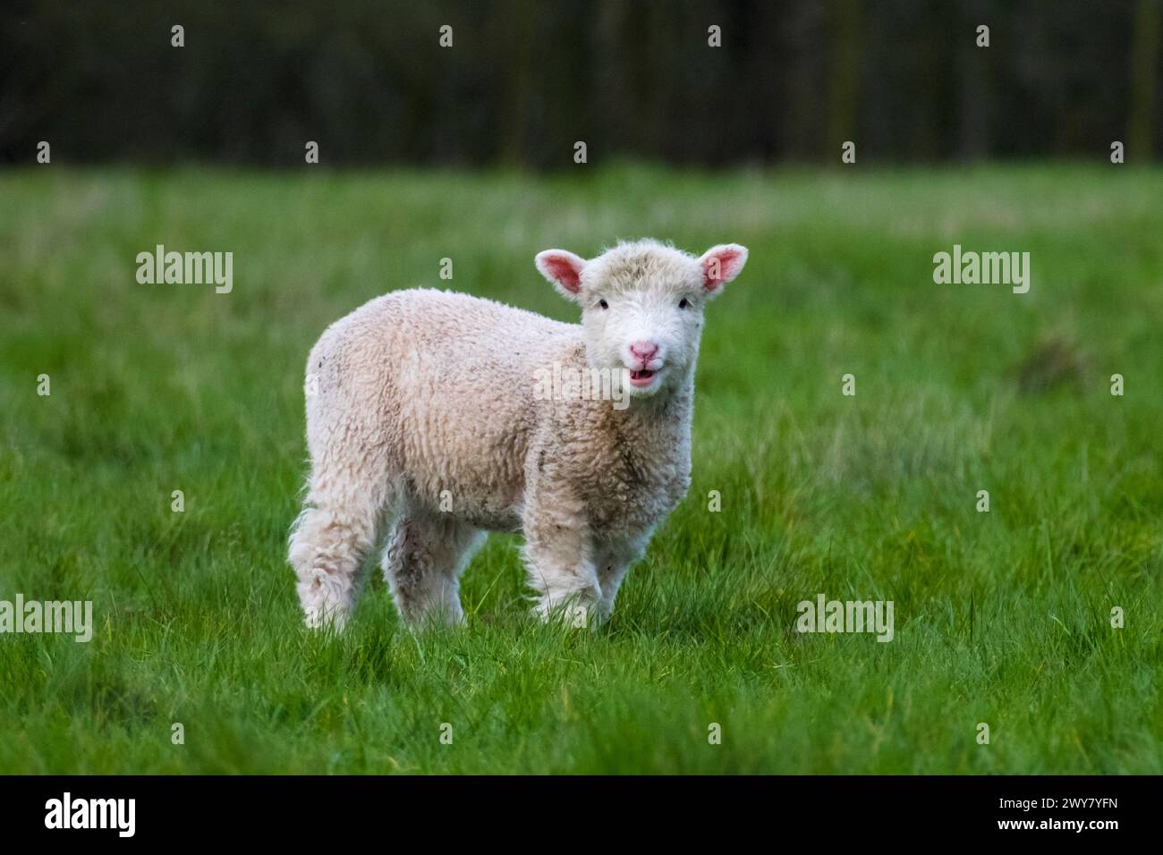 Agnello in una fattoria del Suffolk, nel Regno Unito. Foto Stock