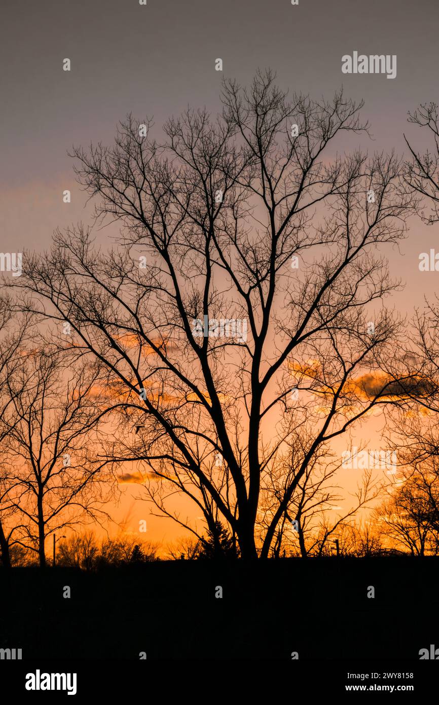 Il vivace tramonto arancione sagoma gli alberi e gli uccelli arroccati Foto Stock