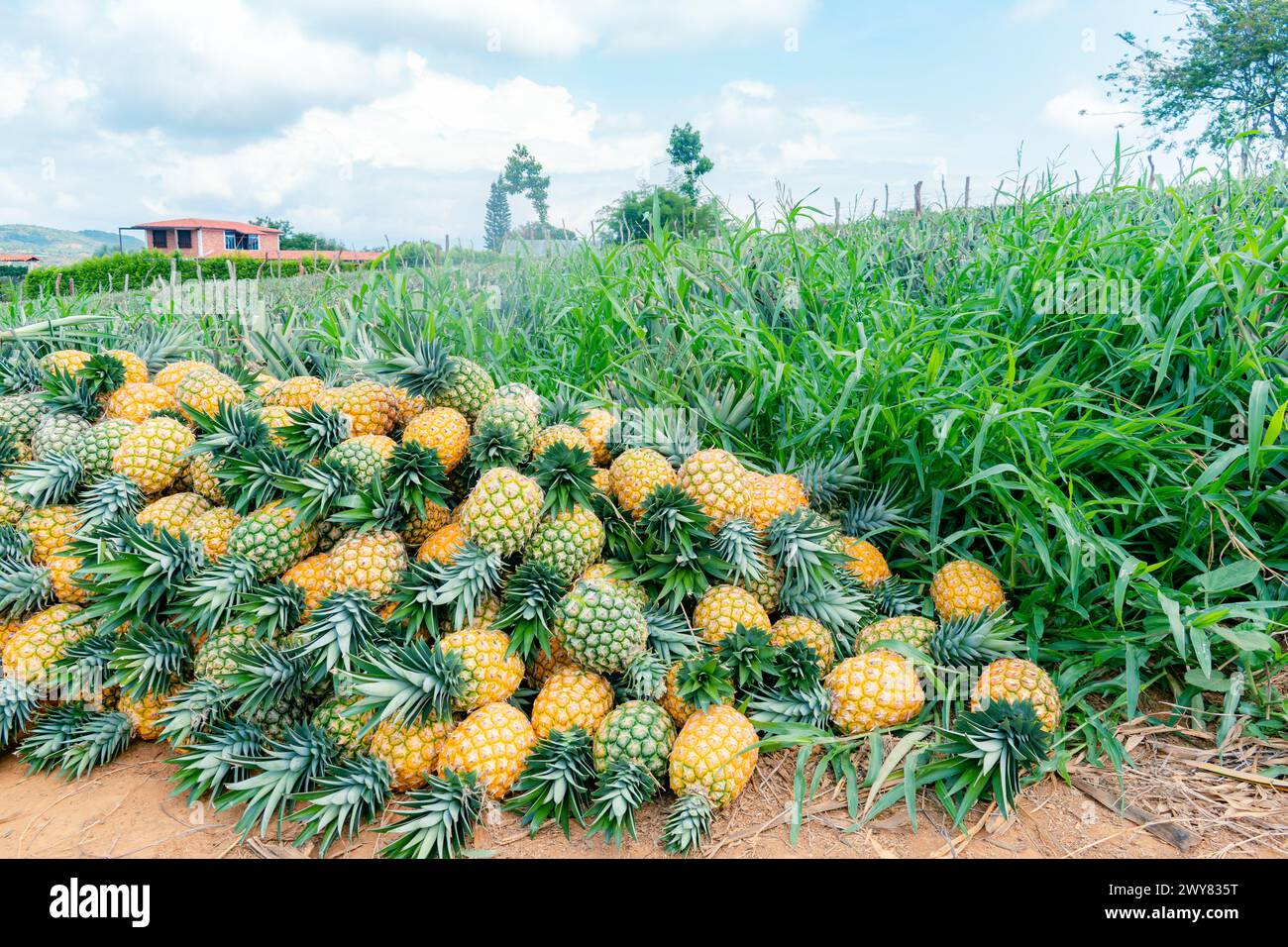 Raccolta manuale di ananas in Colombia miele d'oro di varietà (Ananas comosus) Foto Stock