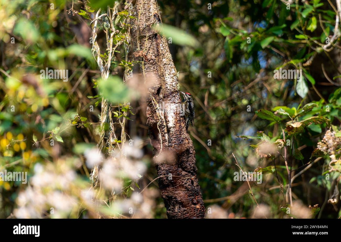 Uno sapsucker dalle panciute gialle, Sphyrapicus varius, con piumaggio rosso e nero, appollaiato su un ramo d'albero nella foresta del Messico Foto Stock