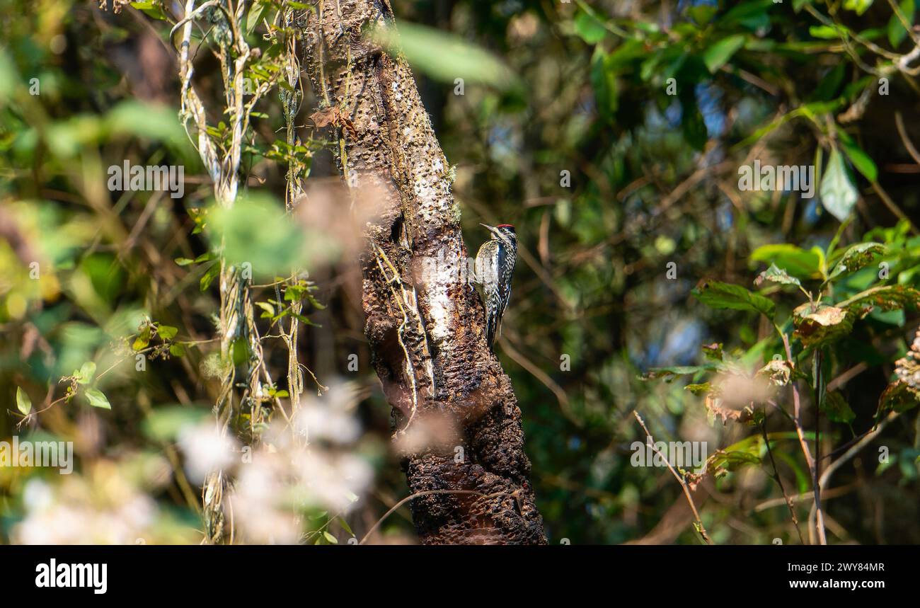 Uno sapsucker dalle panciute gialle, Sphyrapicus varius, con piumaggio rosso e nero, appollaiato su un ramo d'albero nella foresta del Messico Foto Stock