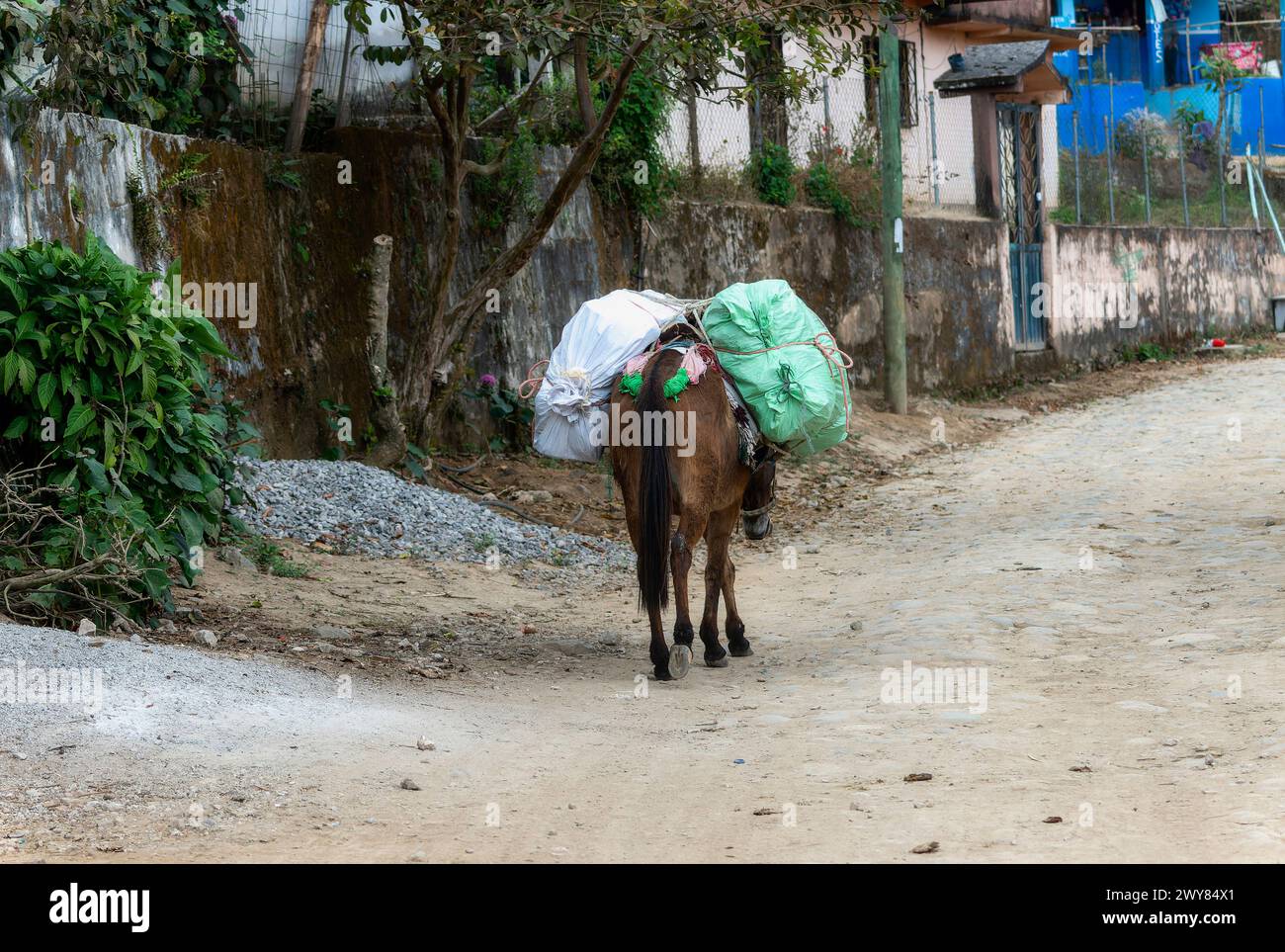 Un cavallo sovraccarico cammina su una strada molto ripida in Messico con pacchetti legati alla schiena. Foto Stock