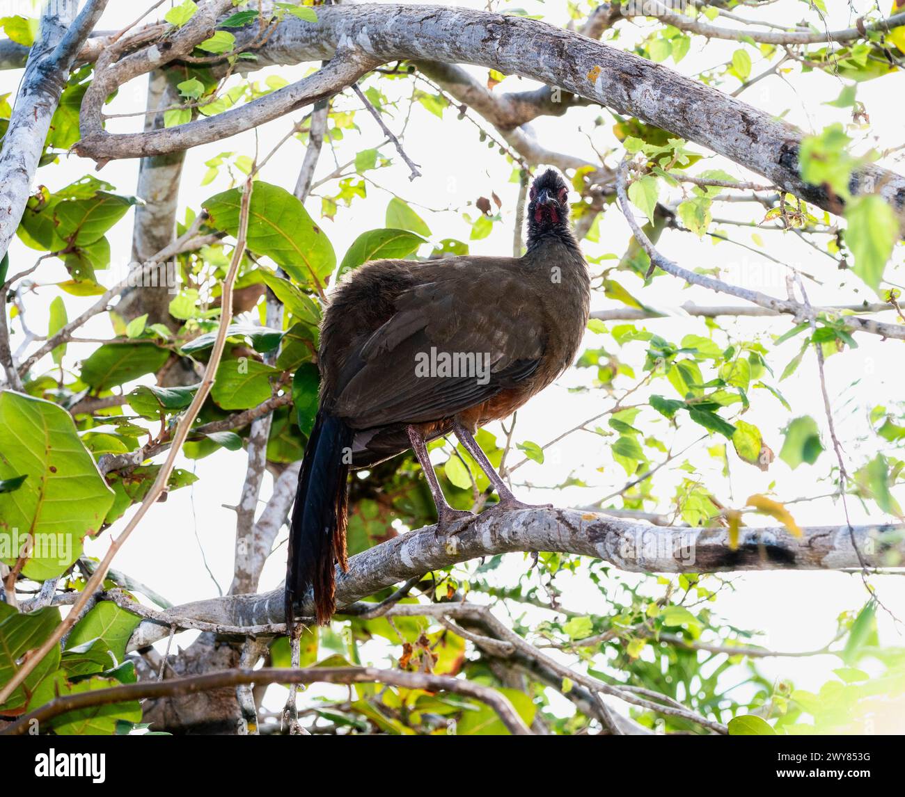 Una chachalaca spigliata, Ortalis wagleri, arroccata su un ramo d'albero in Messico. L'uccello è fermo, guardando intorno ai suoi dintorni Foto Stock