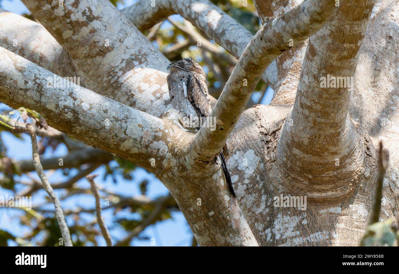 Un potoo settentrionale, Nyctibius jamaicensis, arroccato su un ramo di albero in una fitta foresta in Messico. L'uccello è seduto tranquillamente, mescolandosi con il suo surrou Foto Stock