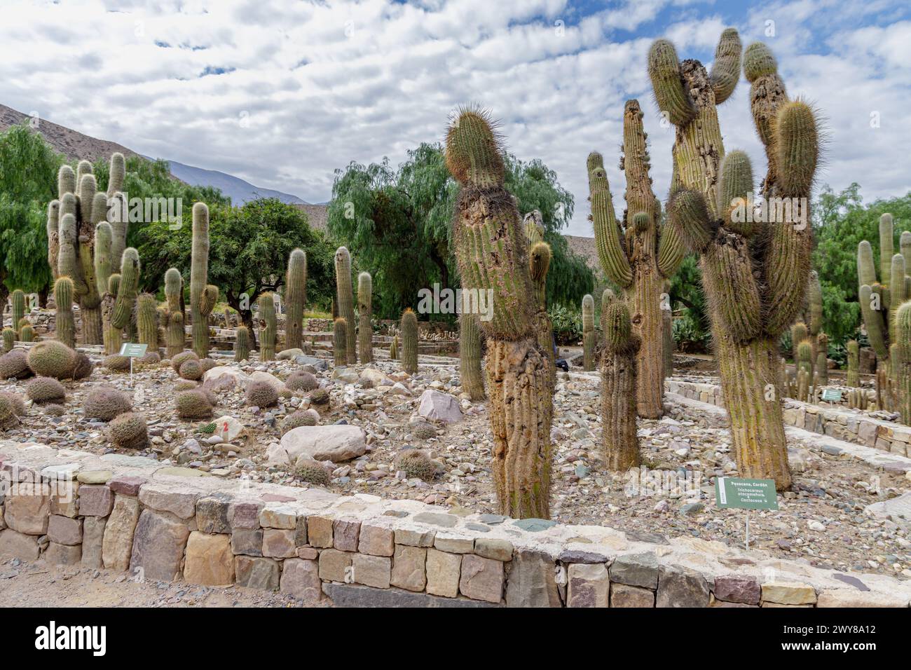 Cardones (Echinopsis Atacamensis) nel giardino botanico di Tilcara, nella provincia argentina di Jujuy. Foto Stock