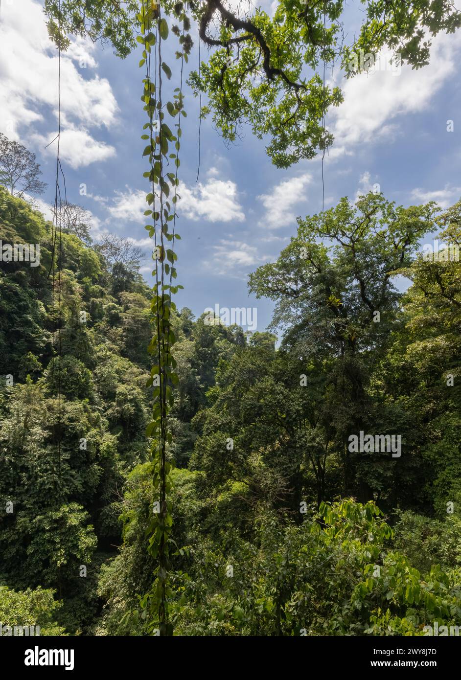 Vigna verdeggiante e lussureggianti alberi della foresta pluviale nel Rainmaker Park in Costa Rica Foto Stock