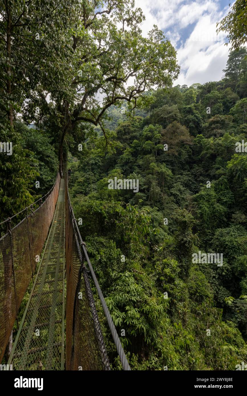 Ponte sospeso attraverso la fitta foresta pluviale al Rainmaker Conservation Park in Costa Rica Foto Stock