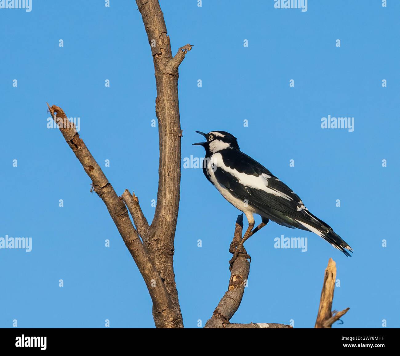 Magpie Lark (Grallina cyanoleuca) con becco aperto, Calling, Wyndham, Kimberley, Australia Occidentale, Washington, Australia Foto Stock