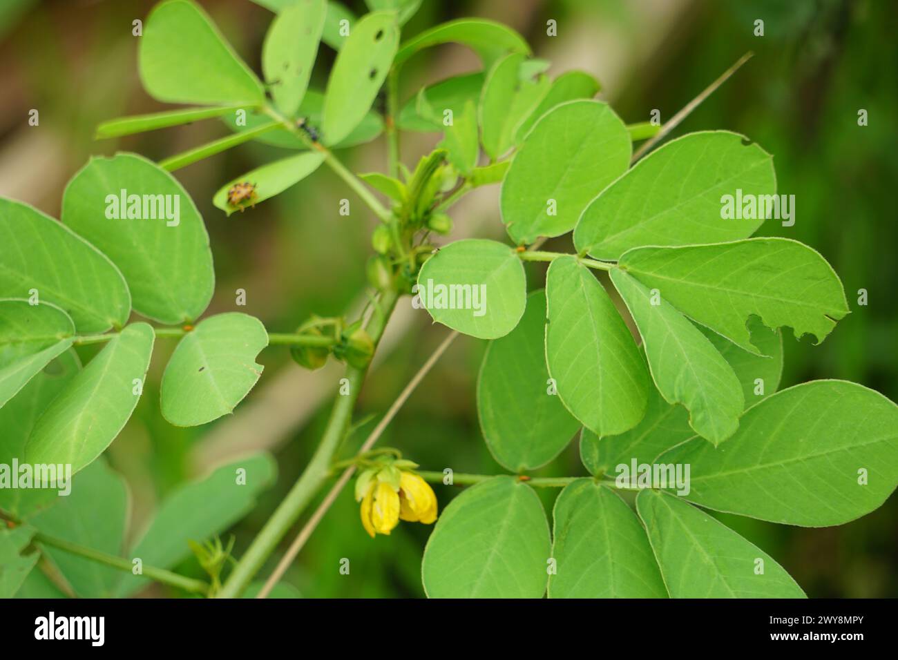 Senna tora (Cassia tora, tora, falce senna, falce pod, tora, cialda di caffè, cassia foetide, senna, sicklepod) in natura Foto Stock