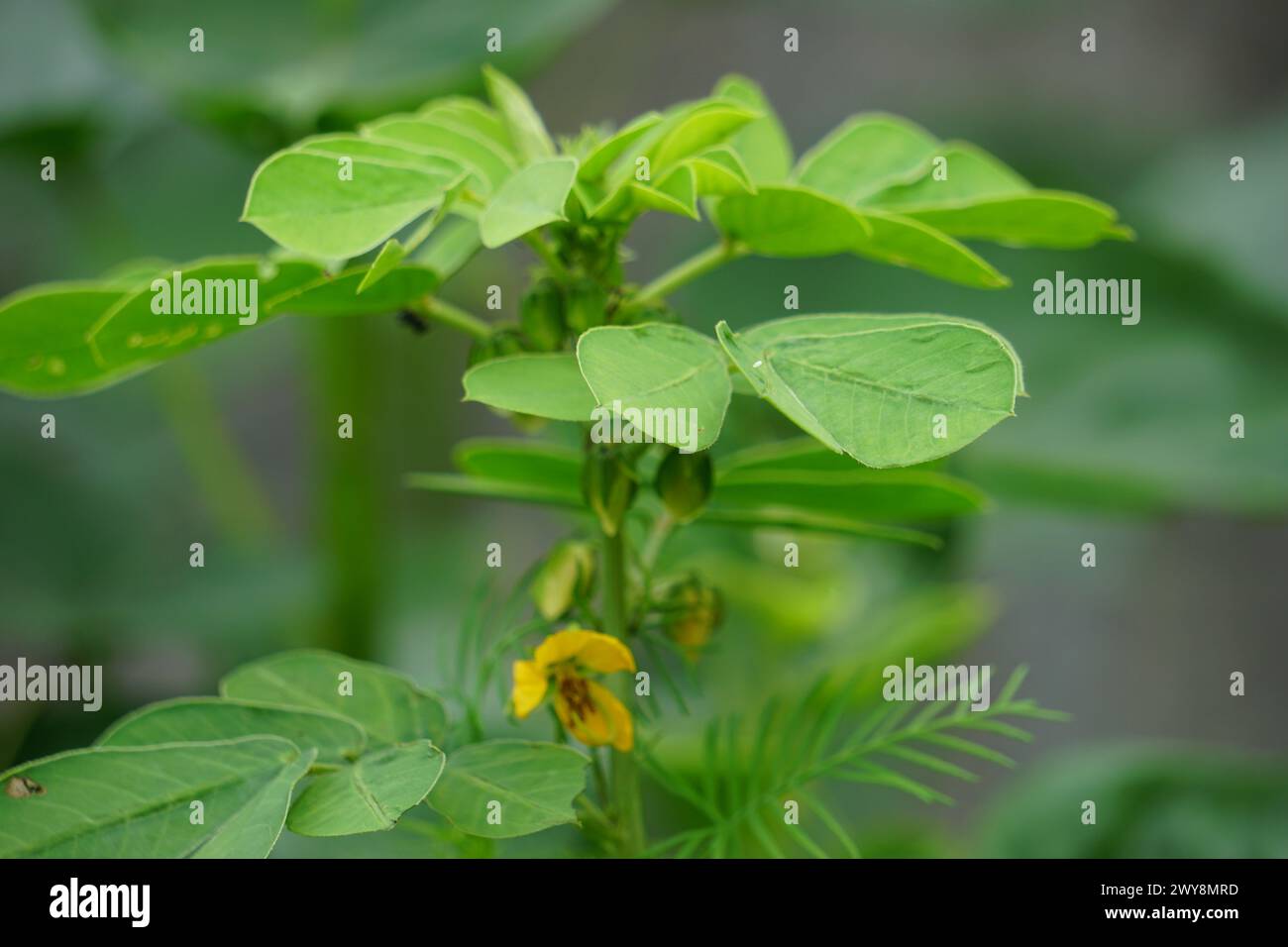 Senna tora (Cassia tora, tora, falce senna, falce pod, tora, cialda di caffè, cassia foetide, senna, sicklepod) in natura Foto Stock