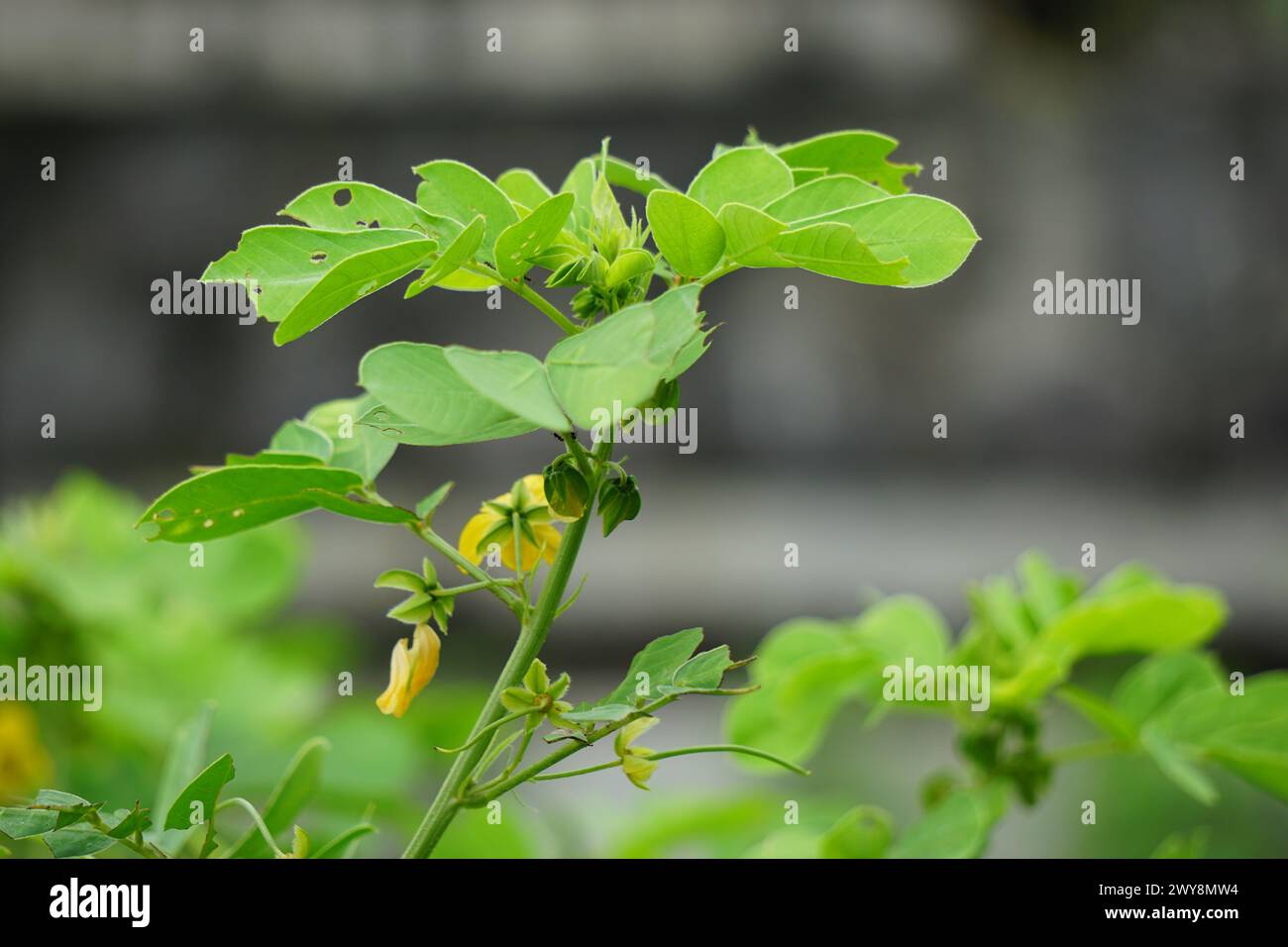 Senna tora (Cassia tora, tora, falce senna, falce pod, tora, cialda di caffè, cassia foetide, senna, sicklepod) in natura Foto Stock