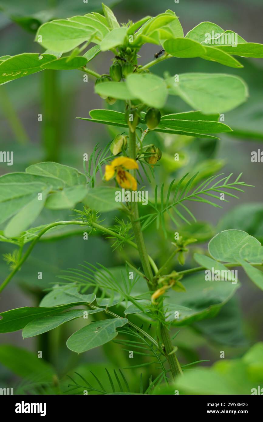 Senna tora (Cassia tora, tora, falce senna, falce pod, tora, cialda di caffè, cassia foetide, senna, sicklepod) in natura Foto Stock