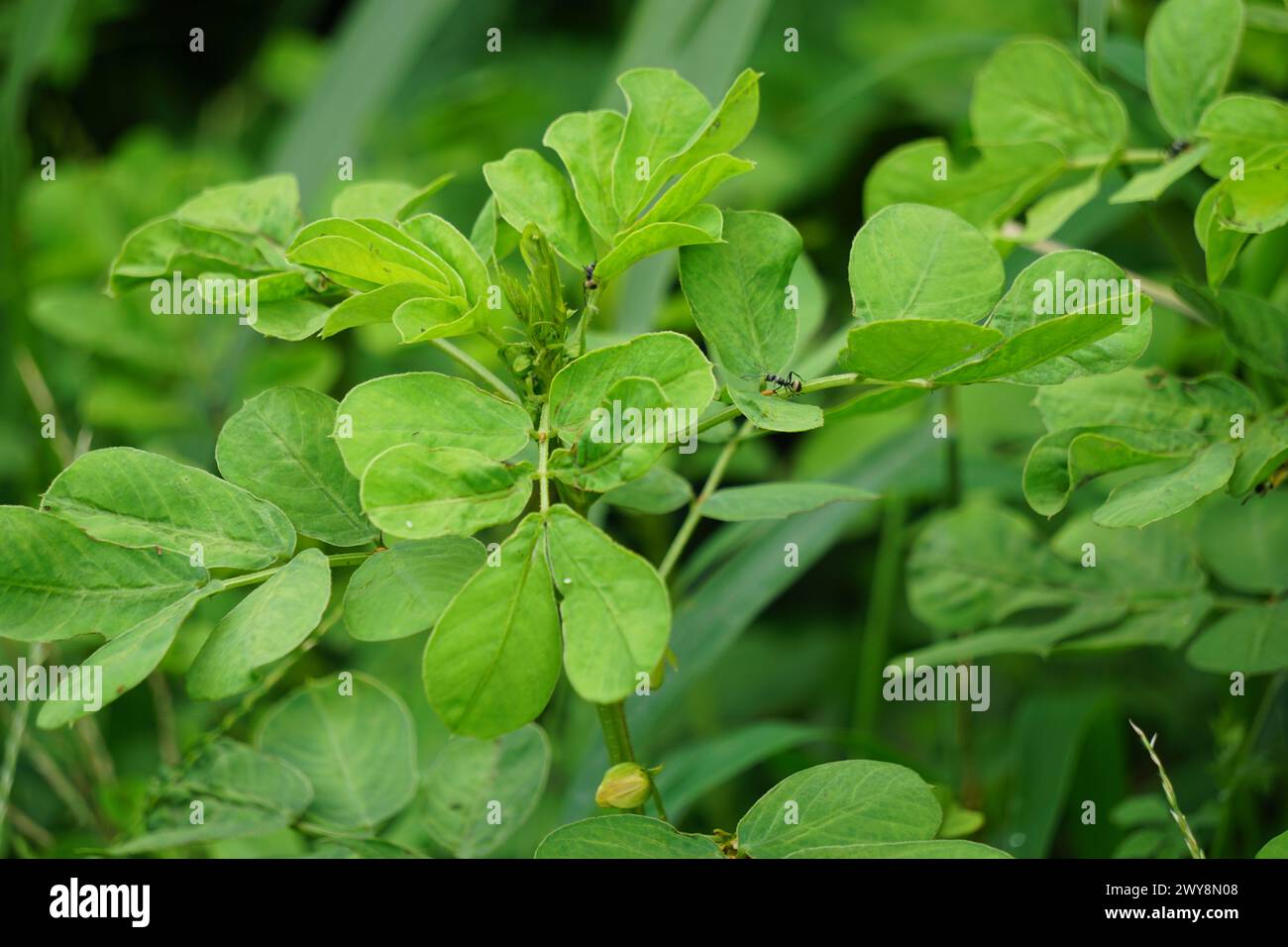 Senna tora (Cassia tora, tora, falce senna, falce pod, tora, cialda di caffè, cassia foetide, senna, sicklepod) in natura Foto Stock