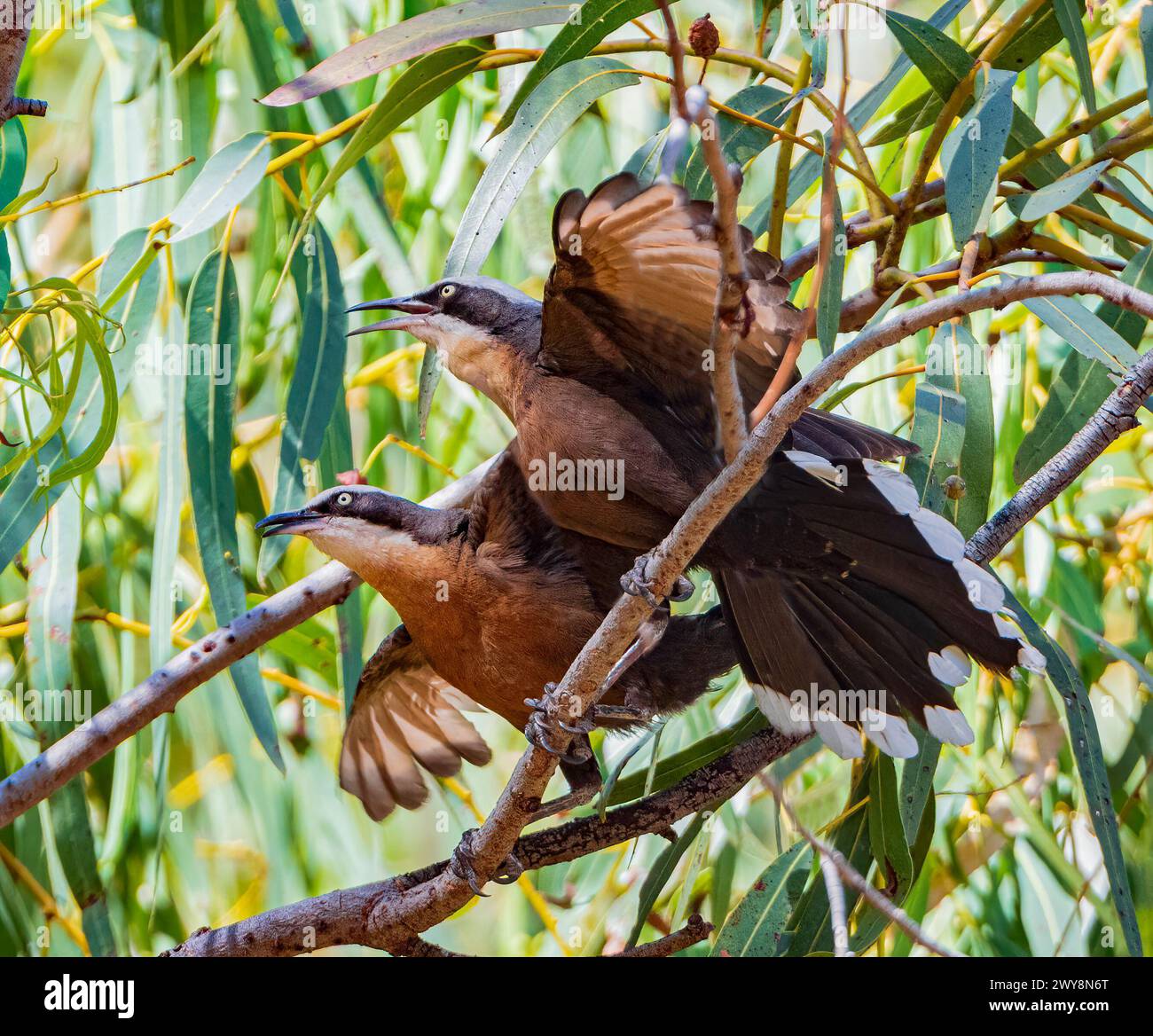 Un paio di Babblers con corona grigia (Pomatostomus temporali) che chiamano con becco aperto e ali battenti, Wyndham, Kimberley, Australia Occidentale, WA, Australia Foto Stock