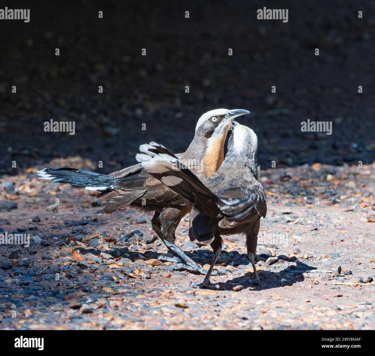 Un paio di Babblers con corona grigia (Pomatostomus temporali) che mostrano un comportamento di preparazione reciproca, Wyndham, Kimberley, Australia Occidentale, WA, Australia Foto Stock