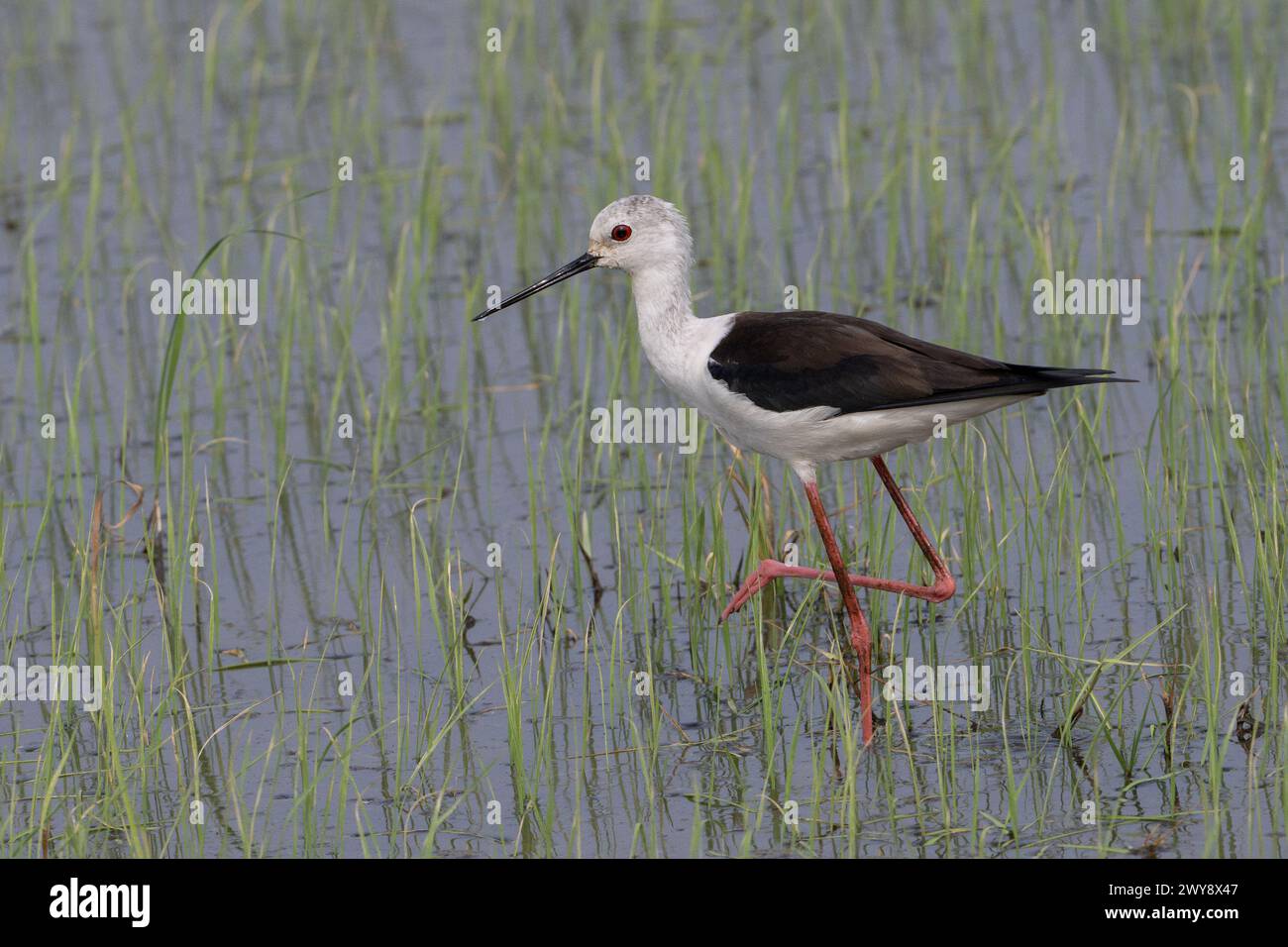 Stilt alato nero in risaia, Nong Pla Lai, Phetchaburi, Thailandia Foto Stock