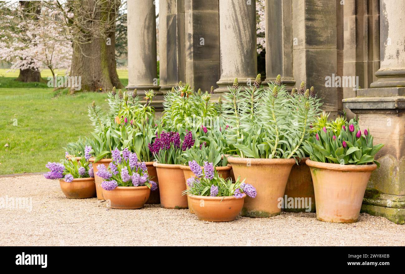 Mostra di narcisi di fiori primaverili (Narciso 'Tete a Tete') in pentole di terracotta su una terrazza, in un parco pubblico, mostra floreale di pasqua in primavera Foto Stock
