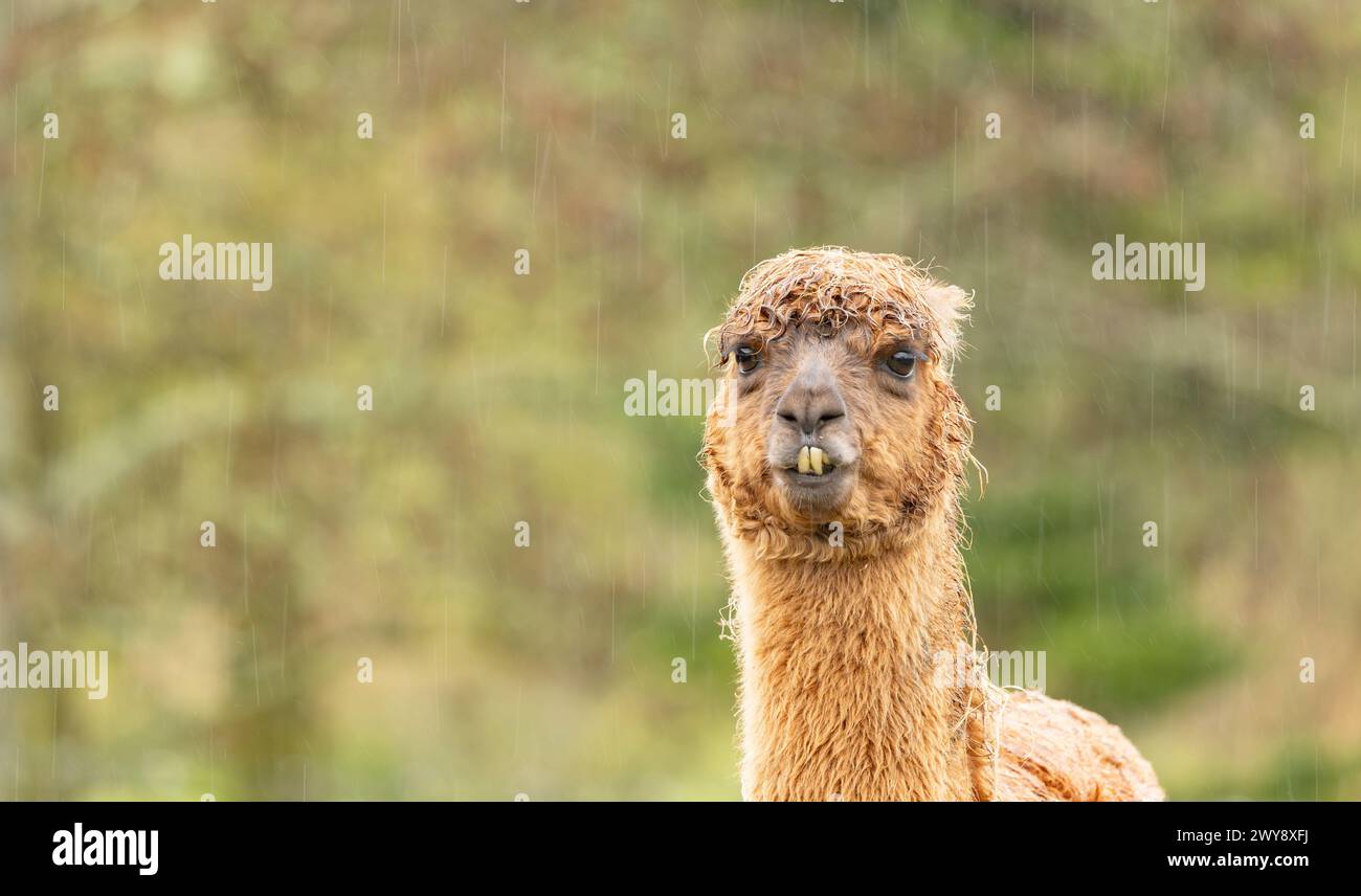 lama di alpaca color chiaro bagnata dalla pioggia battente Foto Stock