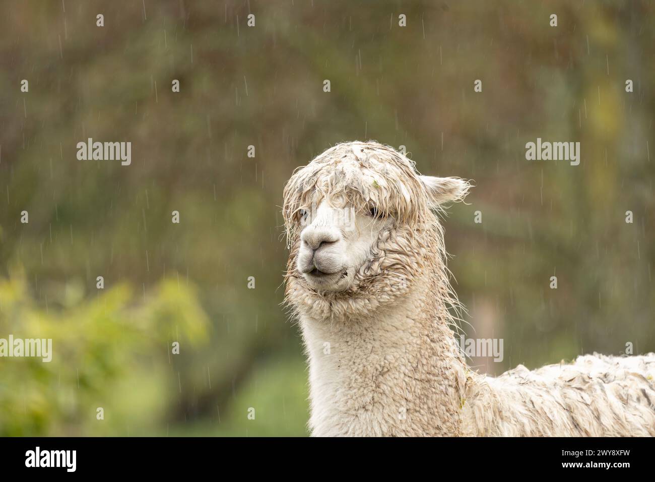 colpo alla testa di un alpaca bianco, bagnato a causa della pioggia Foto Stock