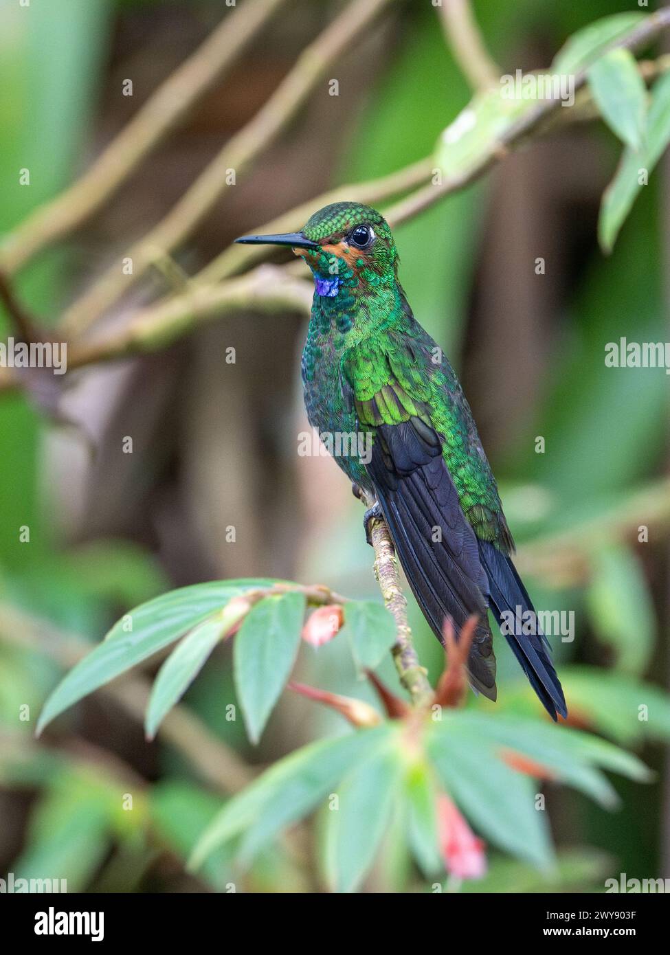 Maschio brillante coronato verde arroccato su pianta, Alajuela, Costa Rica, dicembre 2023 Foto Stock