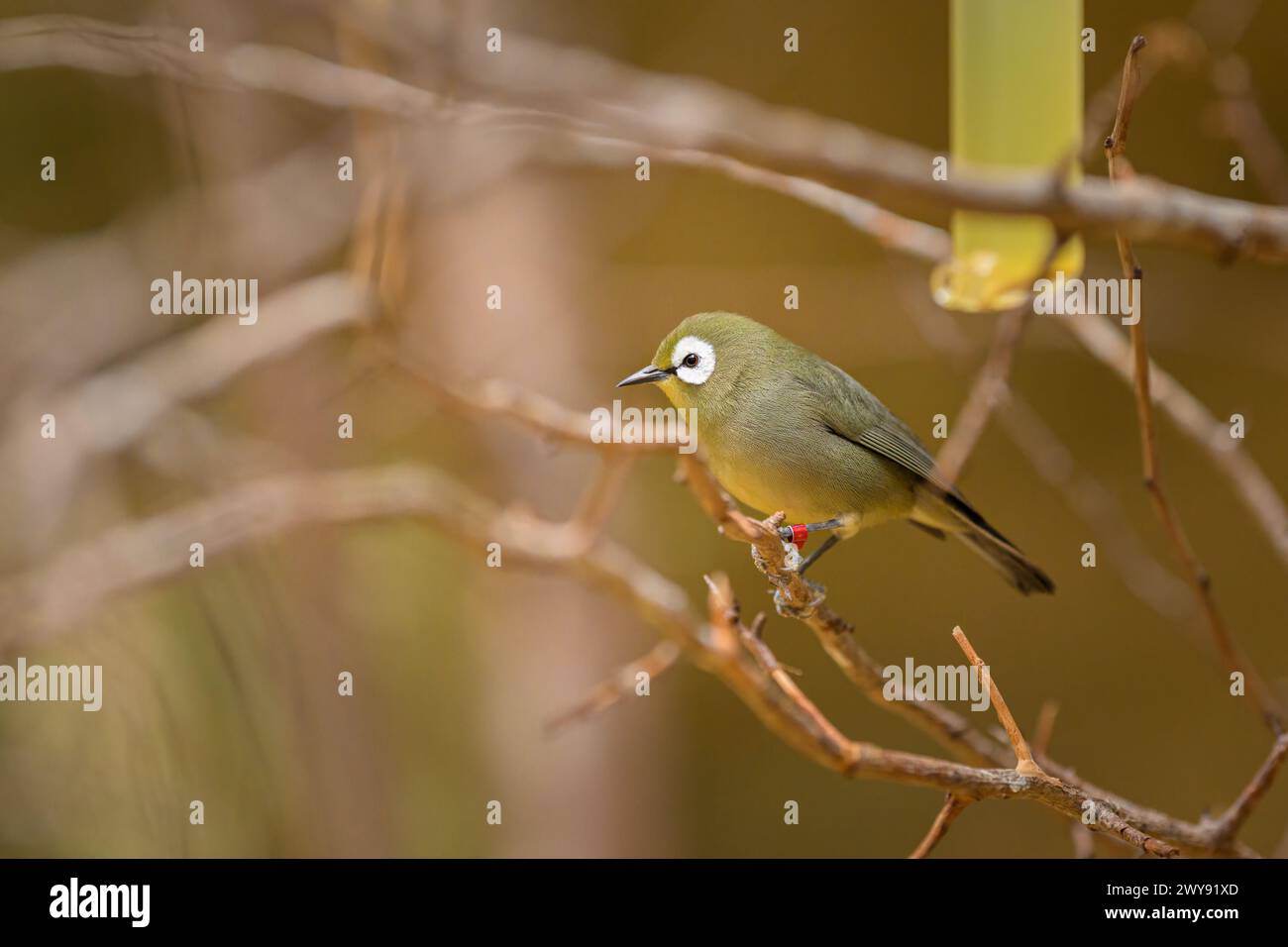 Un occhio bianco del Kilimanjaro seduto su una filiale in uno zoo Foto Stock